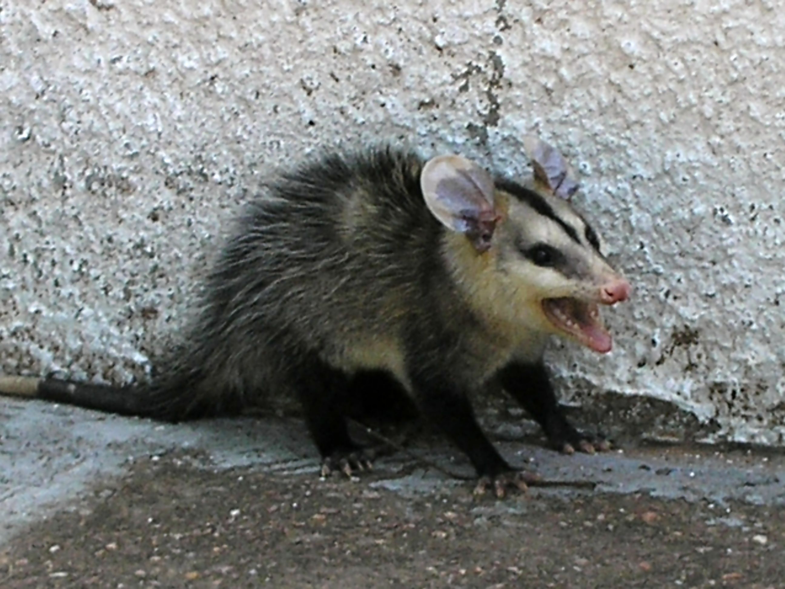 Gambá (Brazilian skunk)