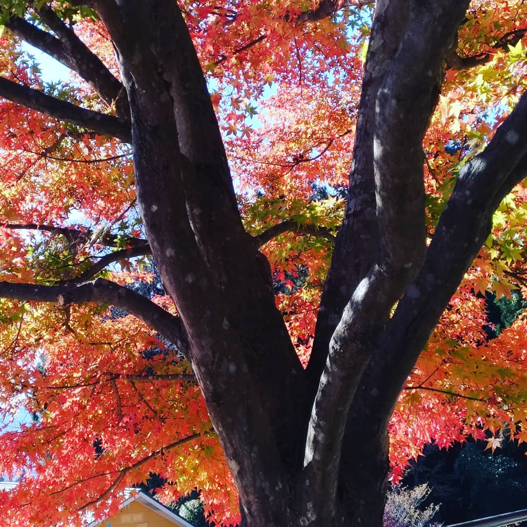 Autum leaves