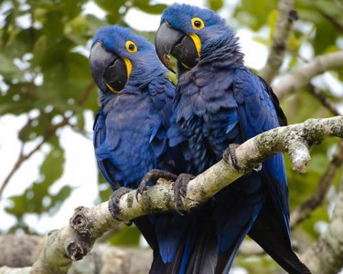 Arara azul (Spix's macaw)