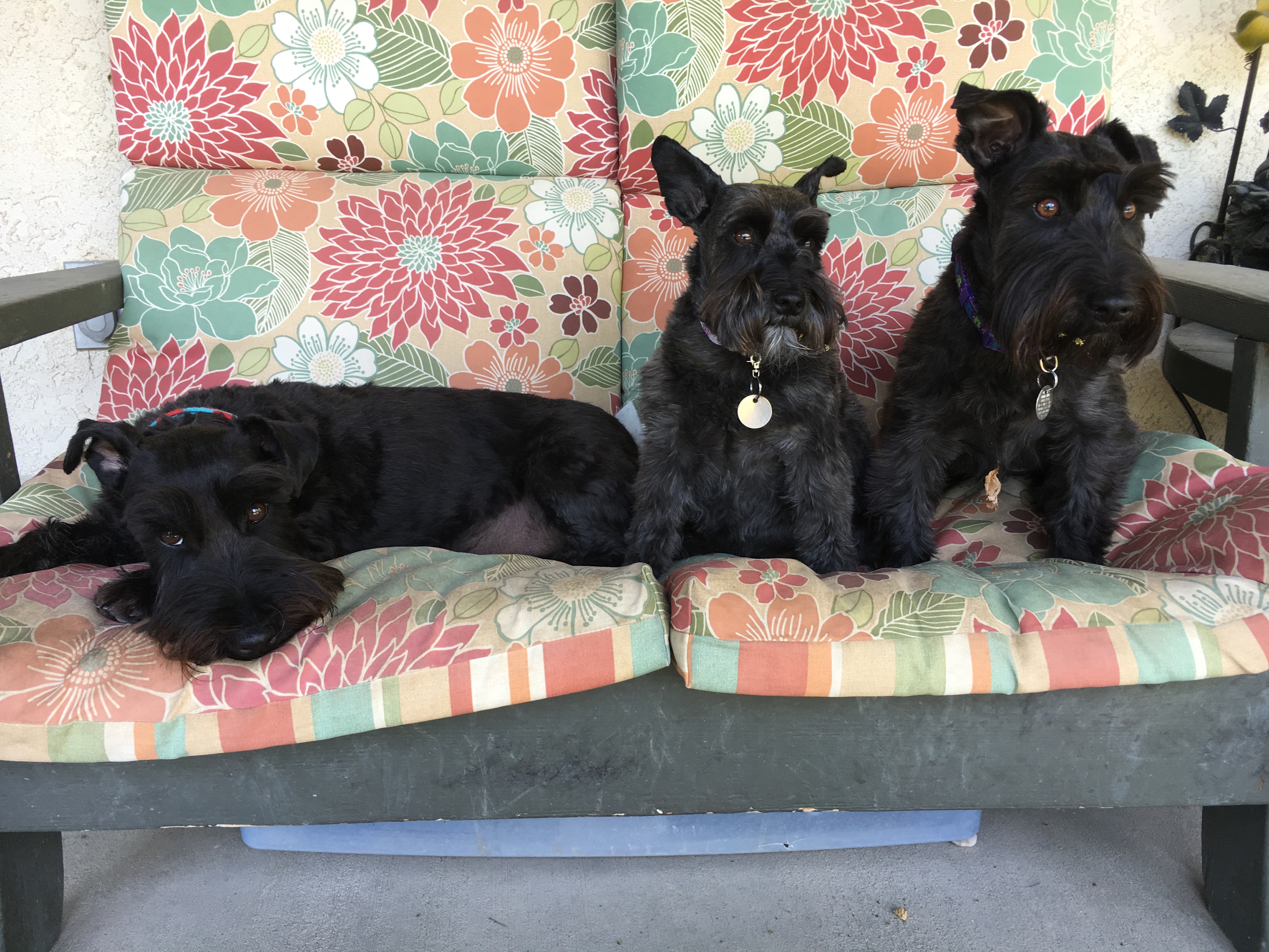 three dogs sitting on a couch