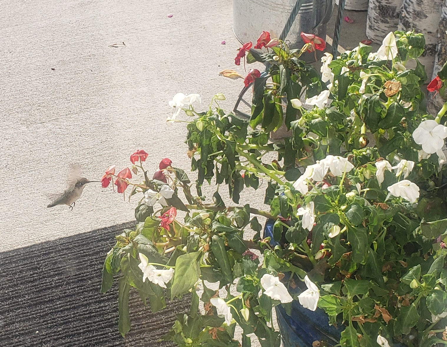 green hummingbird