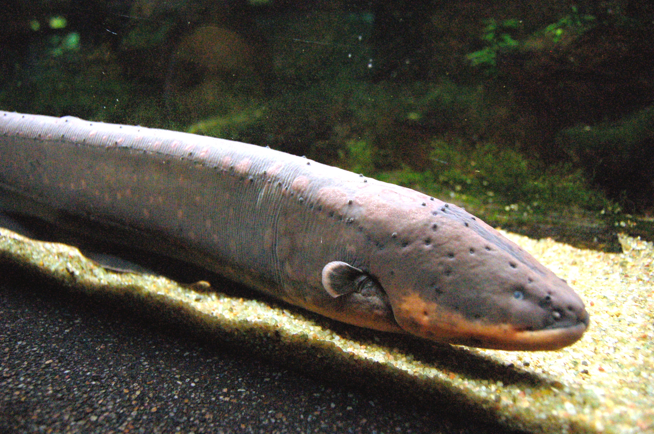 Poraque (electric fish)