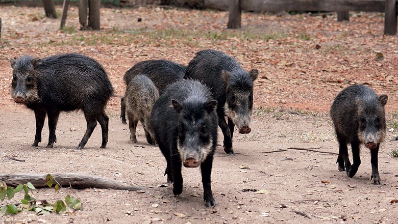 Queixada (kind of wild pig)