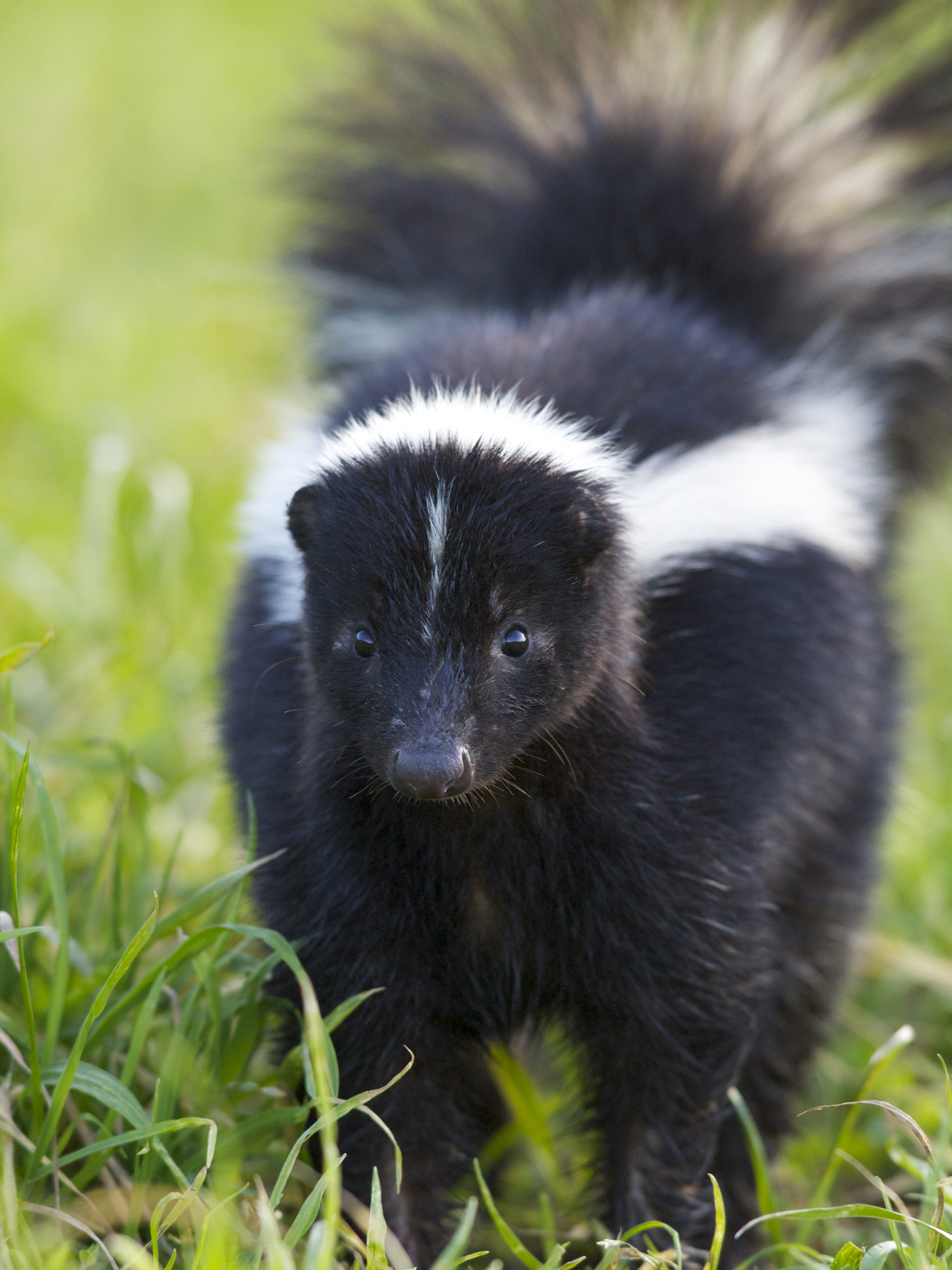 Cangambá (American skunk)