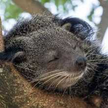 A binturong sleeping
