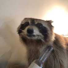 Funny looking raccoon boye