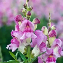 Snapdragons! :)
