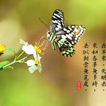 Butterfly Drinking Nectar