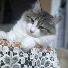 cat