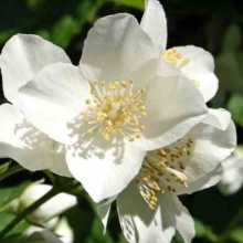 Fleur de seringa