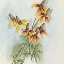 Yellow cone flower