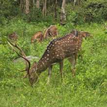 Malar
