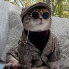 Haru Tanaka(cat wearing glass)