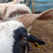 Sheep herder 