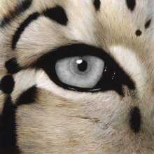 Tigeer