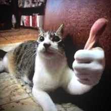 CatwithsomeFacts