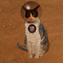 Chill, martian cat