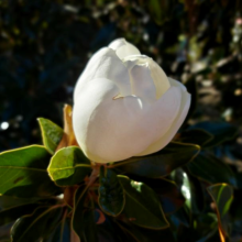 Flower in bloom