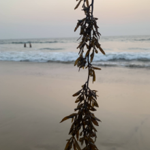 picture of seaweed hanging on beach