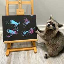 gifted raccoon