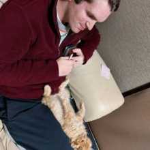 Cat on lap