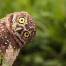 A picture showing a cute little owl. 