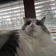wide angle view of white cat