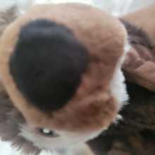 A picture of my puppet beaver