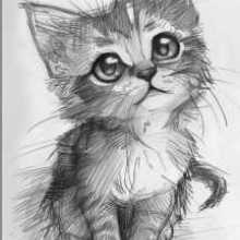 Tashfin 