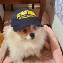 Dog wearing hat and safety glasses