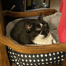 image of a cat