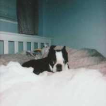 My doggy
