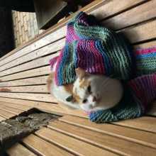  Cat