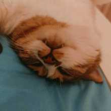 catti