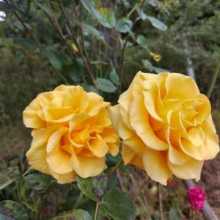 I looking for a language exchange partner preferably girls to practice Spanish and English 