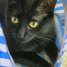 Black cat sitting in cat tent