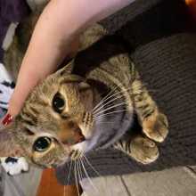 Tabby cat with big eyes being pet by girl with red nails
