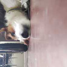 The dog
