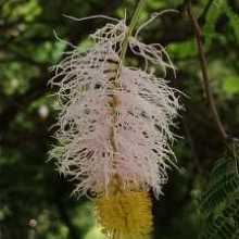 Hello, I am Anu. I Wanna improve my english. Let's do it together