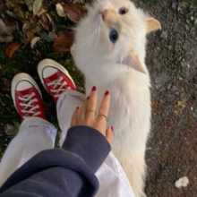 Hey! recently I got interested in learning languages so, I'd like to give it a try. Hope so, It's going to be fun :) 