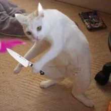 Goofy cat
