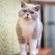 I am a jr bug hunter Khan