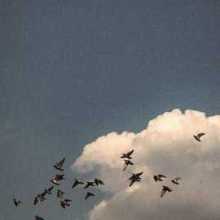 A group of birds soaring gracefully in the sky