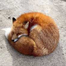 FireFox