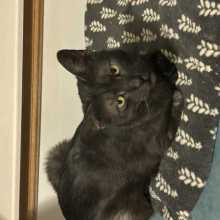 My cat, who has black fur and yellow/green eyes 