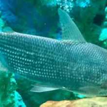 I'm a colombian guy who wants to learn english n mandarin, also teach spanish. I'm super patient 