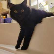 I am currently single and actively seeking opportunities to meet new individuals. I am eager to learn about their native languages and, in return, share my own language with them.here is my WhatsApp number,+2348112080758