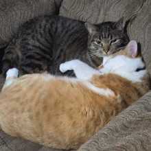 An orange cat and a tabby cat cuddling