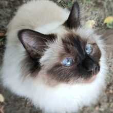 I am a 58-year-old woman, discreet and introverted by nature. I am very patient, and I enjoy helping people who want to learn my language. I am willing to give my time to do so. I expect the same commitment from those who help me improve my English. Mutual respect will be the foundation of our exchanges.