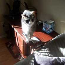 A photo of a grey and white cat